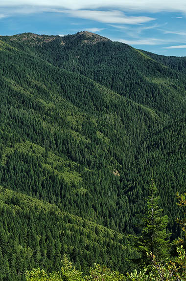 OR: Curry County, Coast Range, Rogue River Area, Bear Camp Coastal Route. Mature Douglas fir forests cover the higher elevations of this notoriously difficult scenic byway [Ask for #274.715.]