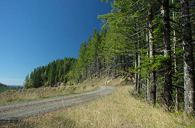 OR: South Coast Region, Coos County, Coast Range, Elliott State Forest, The Ridgetop Drive, FR 1000, The forest road passes briefly through Weyerhauser's Millacoma Tree Farm, with views from a newly replanted clearcut [Ask for #274.A44.]