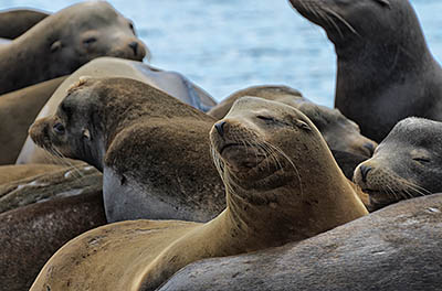 OR: North Coast Region, Lincoln County, Pacific Coast, Newport Area, Town of Newport, Newport Bayfront, California sea lions on commercial fishing docks. [Ask for #278.101.]