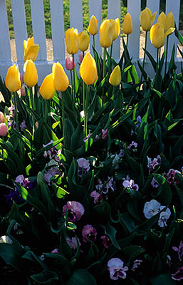 North Carolina: Central Coast Region, Craven County, New Bern, New Bern Historic District, Tryon Palace State Historic Site, Tulips along picket fence at the Jones House (Museum Shop) [Ask for #224.235.]