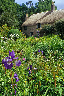 ENG: Southern Region, Dorset, The Frome Valley, Dorchester Area, Higher Brockhampton, The Thomas Hardy Cottage (Hardy's Birthplace) (Nat. Trust). Front view over gardens in spring blooms; iris, left [Ask for #243.333.]