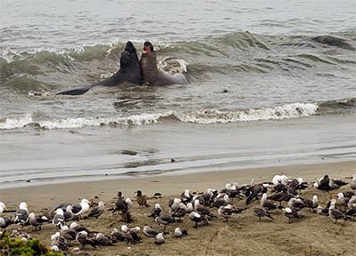 CA: South Coast Region, San Luis Obispo County, Pacific Coast Area, San Simeon, Piedras Blancas Elephant Seal Rookery, Elephant seals [Ask for #271.029.]