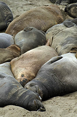 CA: South Coast Region, San Luis Obispo County, Pacific Coast Area, San Simeon, Piedras Blancas Elephant Seal Rookery, Elephant seals [Ask for #271.032.]