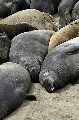 CA: South Coast Region, San Luis Obispo County, Pacific Coast Area, San Simeon, Piedras Blancas Elephant Seal Rookery, Elephant seals [Ask for #271.033.]