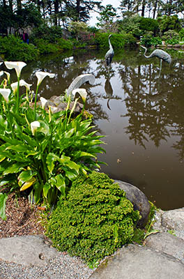 OR: Coos County, Coos Bay Area, Cape Arago Parks, Shore Acres Garden, Garden view; heron statues in pond [Ask for #274.021.]