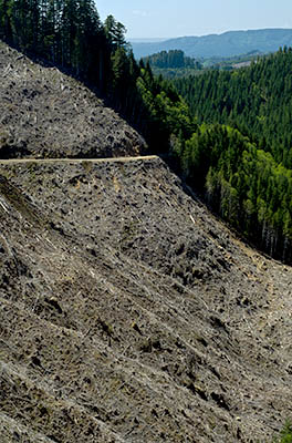 OR: South Coast Region, Coos County, Coast Range, Coquille River Mountains, Fairview Community, A narrow paved road gives access to these BLM lands under active forestry. [Ask for #274.073.]