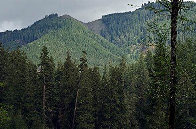 OR: Coos County, Coast Range, Coquille River Mountains, Moon Creek Road, View over Douglas fir forests on an overcast day [Ask for #274.084.]