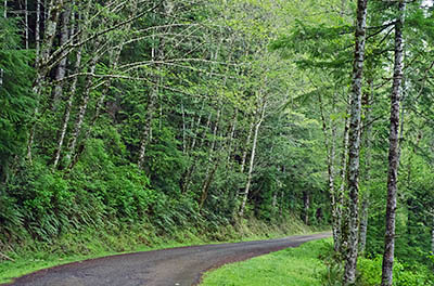 OR: Coos County, Coast Range, Coquille River Mountains, Moon Creek Road, Forests line this paved road that give access to these actively logged BLM lands. [Ask for #274.088.]