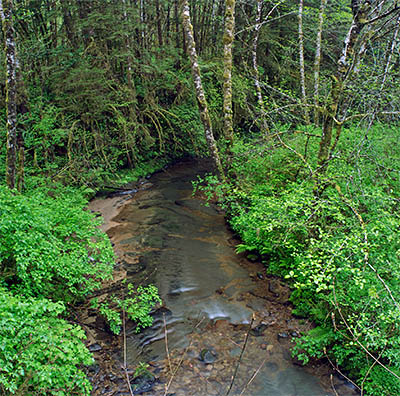 OR: Coos County, Coast Range, Coquille River Mountains, North Fork Coquille River, Riverine forests on the North Fork Coquille River, viewed from a paved BLM road. [Ask for #274.095.]