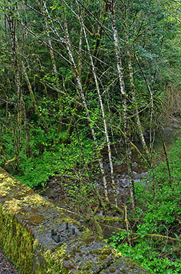 OR: Coos County, Coast Range, Coquille River Mountains, North Fork Coquille River, Riverine forests on the North Fork Coquille River, viewed from a concrete bridge on paved BLM road. [Ask for #274.097.]