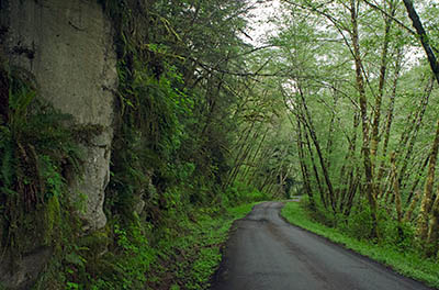 OR: Coos County, Coast Range, Coquille River Mountains, Cox Creek Road, Paved BLM road gives public access to these actively logged mountains; here it is passing through a forest at the base of a cliff [Ask for #274.101.]