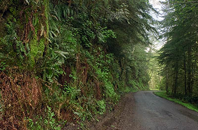 OR: Coos County, Coast Range, Coquille River Mountains, Bear Track Road, Paved BLM road gives public access to these actively logged mountains; here it runs through rugged terrain in a fir forest [Ask for #274.103.]