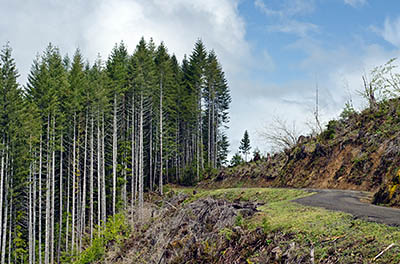 OR: Coos County, Coast Range, Coquille River Mountains, Bear Track Road, Paved BLM road gives public access to these actively logged mountains, running through a clear-cut in a ridge-top fir forest [Ask for #274.108.]