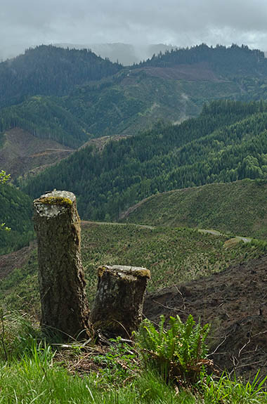 OR: South Coast Region, Coos County, Coast Range, Coquille River Drainage, Burnt Mountain Area [BLM], Coos Mountain, Bear Track Road, Paved BLM road gives public access to these actively logged mountains, running through a clear-cut in a ridge-top fir forest with broad views [Ask for #274.112.]