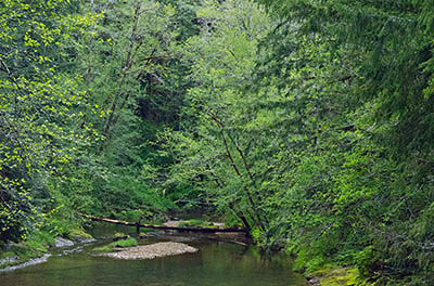 OR: Coos County, Coast Range, Coquille River Mountains, Tioga Creek Road, Paved BLM road ends at the North Fork Coos River in the Weyerhauser Millicoma Tree Farm (closed to the public). View of Tioga Creek. [Ask for #274.118.]