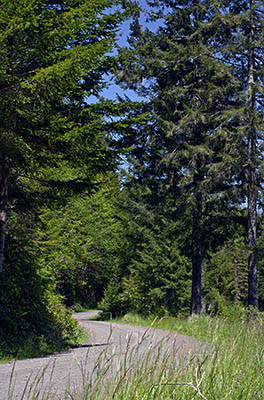 OR: South Coast Region, Coos County, Coast Range, Elliott State Forest, Outside Links, FR 3000, Good gravel road gives access to this actively logged state forest, here running though fir forests [Ask for #274.159.]