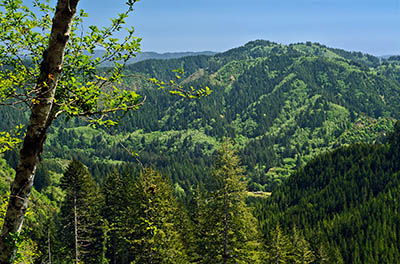 OR: South Coast Region, Coos County, Coast Range, Elliott State Forest, Southwestern Quadrant, FR 3000, Good gravel road gives access to this actively logged state forest, here giving a wide view from a replanted clear cut [Ask for #274.166.]