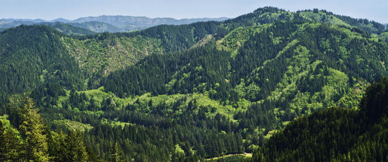 View from FS 3000 in Oregon's Elliott State Forest, one of the forest's links to the outside world.