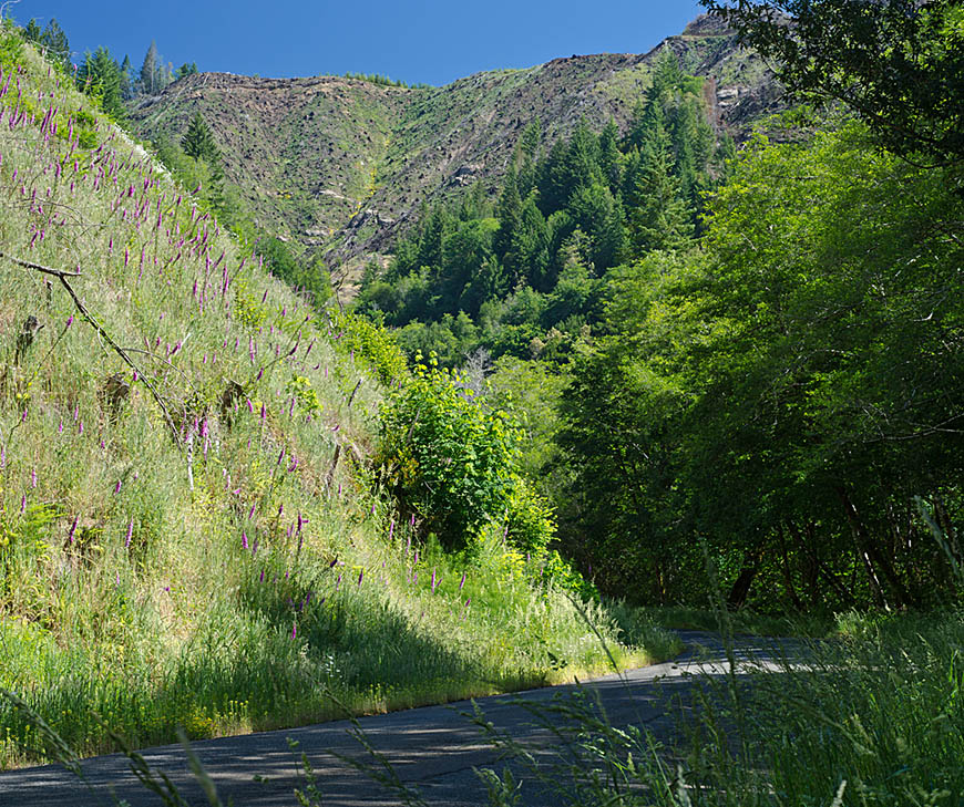 OR: South Coast Region, Coos County, Coast Range, Coquille River Mountains, Burnt Mountain Area [BLM], Middle Creek Valley, This paved BLM forest access road passes under a very steep clearcut with floxgloves in bloom [Ask for #274.255.]