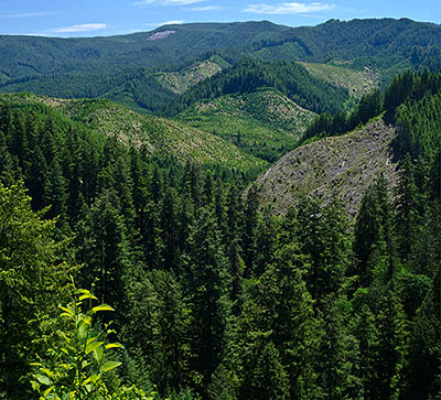 OR: South Coast Region, Coos County, Coast Range, Coquille River Mountains, Burnt Mountain Area [BLM], Burnt Mountain, Burnt Mountain Tie Road, Panoramic view from Burnt Mountain northwards towards Tioga Creek Valley and Coos Mountain, showing replanted clearcuts [Ask for #274.278.]