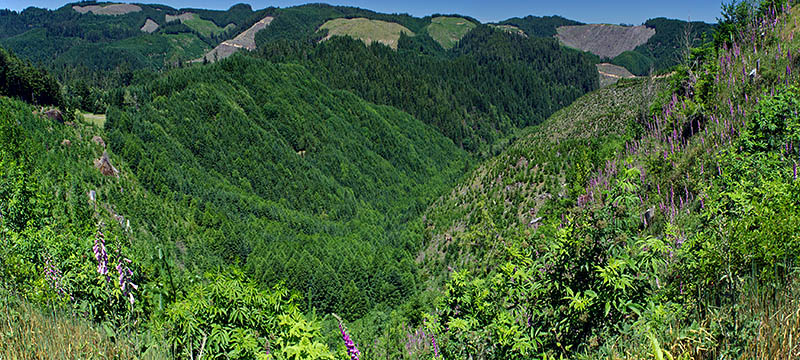 OR: Coos County, Coast Range, Coquille River Mountains, Burnt Mountain Tie Road, Panoramic mountain view over foxgloves in a clearcut [Ask for #274.286.]