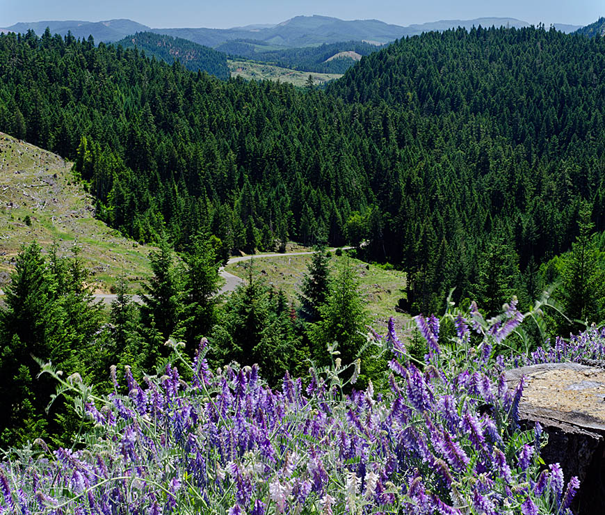 OR: South Coast Region, Douglas County, Coast Range, Burnt Ridge [BLM], Coastal Divide, Wildflowers frame a clearcut view off the divide with paved Burnt Ridge Road in meadows below [Ask for #274.293.]