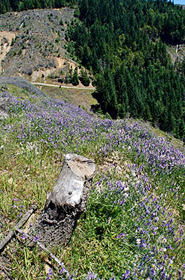 OR: Douglas County, Coast Range, Burnt Ridge, Coastal Divide, Wildflowers frame a clearcut view off the divide with paved Burnt Ridge Road in meadows below [Ask for #274.294.]