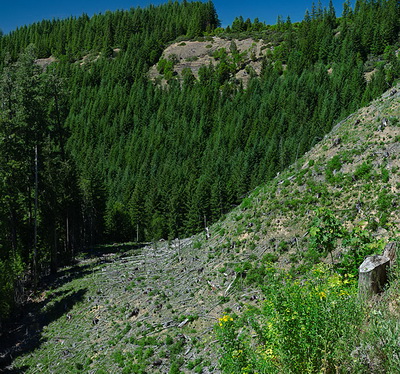 OR: South Coast Region, Coos County, Coast Range, Coquille River Mountains, Weaver Road Area [BLM], View of an outcrop above a clearcut on Weaver Road, a paved BLM forest access road. [Ask for #274.300.]