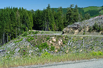 OR: Coos County, Coast Range, Coquille River Mountains, Weaver Road Area [BLM], Weaver Road, a paved BLM forest access road, winds through a clearcut [Ask for #274.302.]