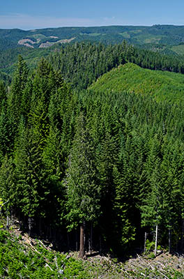 OR: Coos County, Coast Range, Coquille River Mountains, Weaver Road Area [BLM], Fir forests along Weaver Road, a paved BLM forest access road [Ask for #274.303.]