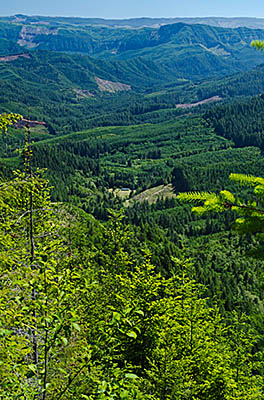 OR: South Coast Region, Coos County, Coast Range, Coquille River Mountains, Weaver Road Area [BLM], View from Weaver Road across the Coquille River Valley [Ask for #274.306.]