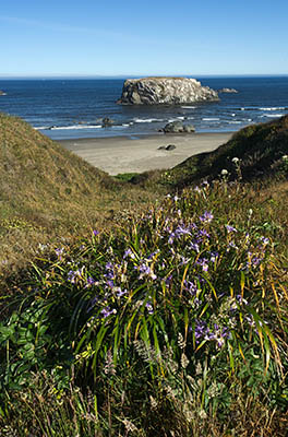 OR: South Coast Region, Coos County, Bandon Area, South Beaches, Coquille Point, View from grassy cliffs with wildflowers, over sand beach to Table Rock, a rock bound islands just offshore; dwarf iris in bloom [Ask for #274.327.]