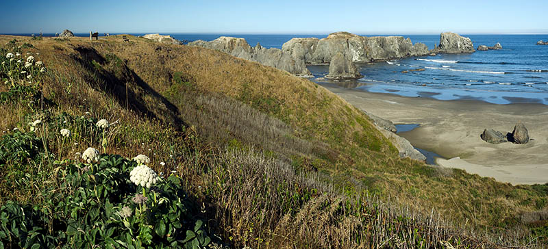 OR: South Coast Region, Coos County, Bandon Area, South Beaches, Coquille Point, Panoramic view from grassy cliffs with wildflowers, over sand beach to Arch Rock, a set of rock bound islands just offshore [Ask for #274.331.]