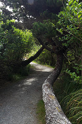 OR: South Coast Region, Curry County, North Coast, Cape Blanco Area, Flores Lake, Foot path crosses from lake to beach [Ask for #274.378.]