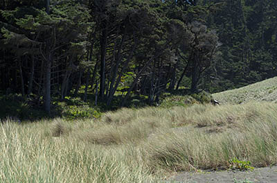 OR: South Coast Region, Curry County, North Coast, Port Orford Area, Town of Port Orford, Port Orford Heads State Park, A long expanse of dunes abut the cliffs at the north end of Port Orford Head [Ask for #274.405.]