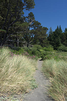 OR: South Coast Region, Curry County, North Coast, Port Orford Area, Town of Port Orford, Port Orford Heads State Park, A footpath crosses the dunes that abut the south end of Port Orford Head [Ask for #274.407.]