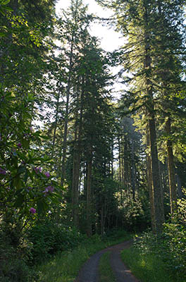 OR: South Coast Region, Coos County, Coast Range, Elliott State Forest, Southwestern Quadrant, Rough gravel road climbs through a handsome young forest. [Ask for #274.471.]