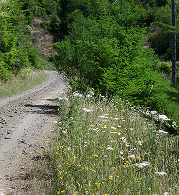 OR: South Coast Region, Coos County, Coast Range, Elliott State Forest, Millicoma River Area, FR 2300, This gravel forest road descends from FR 2000 (the western mainline road) towards the West Fork of the Millacoma River using rock cuts; wildflowers [Ask for #274.484.]