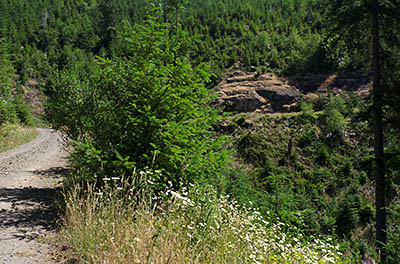 OR: South Coast Region, Coos County, Coast Range, Elliott State Forest, Millicoma River Area, FR 2300, This gravel forest road descends from FR 2000 (the western mainline road) towards the West Fork of the Millacoma River using rock cuts; wildflowers [Ask for #274.485.]