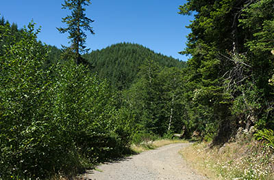 OR: South Coast Region, Coos County, Coast Range, Elliott State Forest, Millicoma River Area, FR 2300, This gravel forest road descends from FR 2000 (the western mainline road) towards the West Fork of the Millacoma River using rock cuts; wildflowers [Ask for #274.487.]