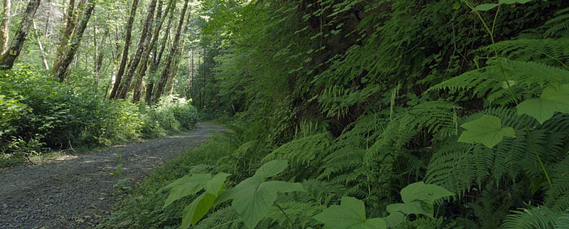 In Oregon's Elliott State Forest, FR 2300 drops to the Millacoma River from the surrounding ridgetops.