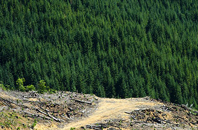 OR: South Coast Region, Coos County, Coast Range, Elliott State Forest, The Ridgetop Drive, FR 1000, This eastern mainline road gives wide views from clear cuts as it follows a ridgeline. [Ask for #274.490.]