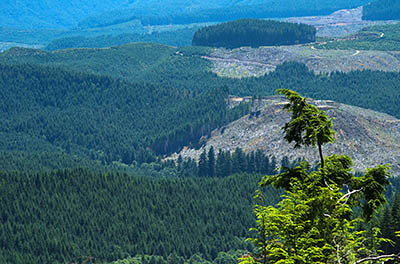 OR: South Coast Region, Coos County, Coast Range, Elliott State Forest, Southeastern Quadrant, FR 1000, Clearcuts on the adjacent Millicoma Tree Farm, owned by Weyerhauser, viewed from this ridgetop mainline road in the state forest. [Ask for #274.494.]