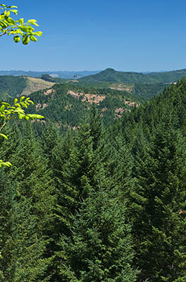 OR: South Coast Region, Douglas County, Coast Range, Elliott State Forest, The Ridgetop Drive, Cougar Pass Area, View northward across the Umpqua Valley shows red cliffs [Ask for #274.498.]