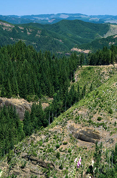 OR: South Coast Region, Douglas County, Coast Range, Elliott State Forest, Northeast Quadrant, Cougar Pass Area, Wide views over clear cuts from FS 7000 (the northern mainline) at Cougar Pass [Ask for #274.515.]