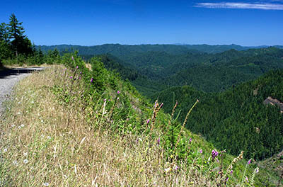 OR: South Coast Region, Douglas County, Coast Range, Elliott State Forest, Northeast Quadrant, Cougar Pass Area, Wide views over clear cuts from FS 7000 (the northern mainline) at Cougar Pass [Ask for #274.518.]