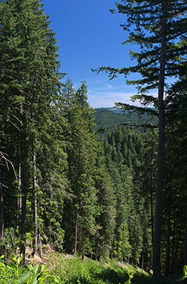 OR: Coos County, Coast Range, Coquille River Mountains, Burnt Mountain Road, Douglas fir forest at the top of Burnt Mountain, viewed from Burnt Mountain Access Road [Ask for #274.552.]