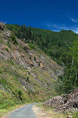 OR: Coos County, Coast Range, Coquille River Mountains, Burnt Mountain Road, Clearcut at the western terminus of Burnt Mountain Access Road (reopened in 2015) [Ask for #274.555.]