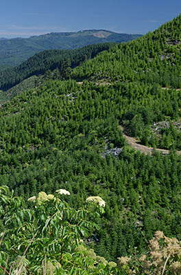 OR: Coos County, Coast Range, Coquille River Mountains, Signal Mountain Road, View towards the road as it runs through a clearcut on the western slope of Signal Mountain (Kenyon Mountain) from a nearby cliff [Ask for #274.571.]