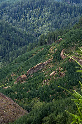 OR: South Coast Region, Coos County, Coast Range, Elliott State Forest, Southeastern Quadrant, FR 1000, Vertical sandstone sheets form outcrops in a clearcut; view from the road's right-of-way. [Ask for #274.594.]